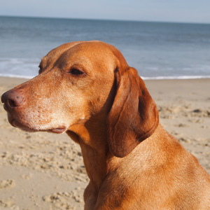 Fundraising Page: Sherri Mullen